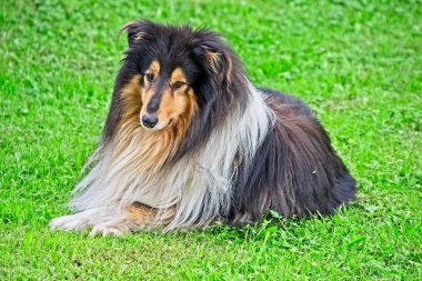 Genç erkek Collie ekmek köpek çim döşeme.