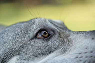 Saarloos wolfdog genç kadının başı açık havada. Ararken göz bölümü ayrıntı.