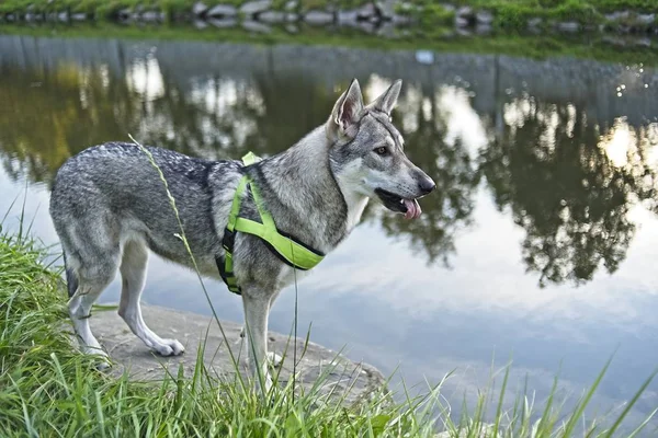 Saarloos Wolfdog Jovem Fêmea Junto Rio — Fotografia de Stock