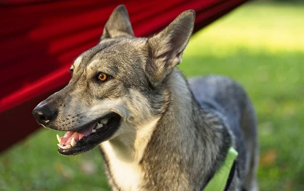 Saarloos Wolfdog Jovem Fêmea Parque Com Rede Vermelha Backgound — Fotografia de Stock