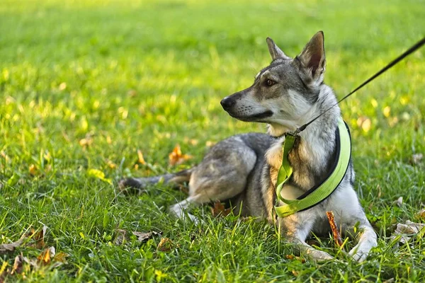 Saarloos Wolfdog Jovem Fêmea Deitada Grama Parque — Fotografia de Stock