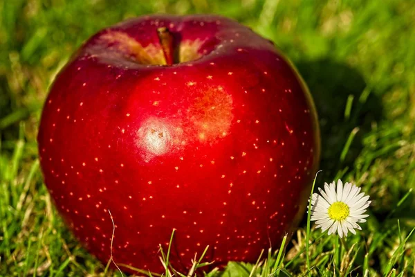 Singel nice big red apple on green grass.