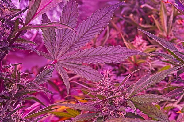 Detalhe Violeta Vermelho Jovem Cannabis Planta Feminina Com Muitos Tricomas — Fotografia de Stock