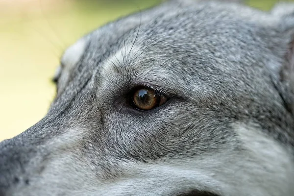 Saarloos wolfdog young female\'s head outdoors. Eye part detail.