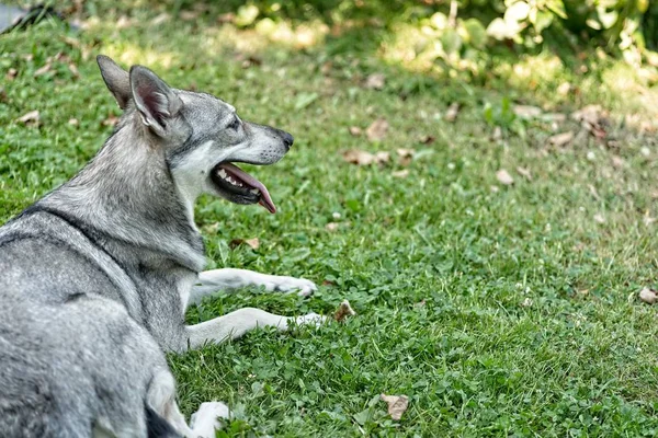 Saarloos Wolfdog Jovem Fêmea Deitado Livre — Fotografia de Stock