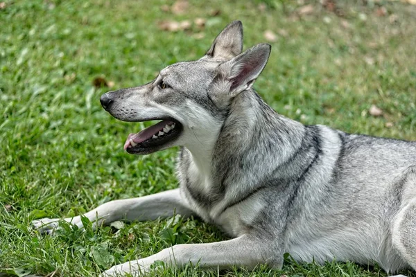 Saarloos Wolfdog Jovem Fêmea Deitado Livre — Fotografia de Stock