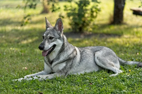 Saarloos Wolfdog Jovem Fêmea Deitado Livre — Fotografia de Stock