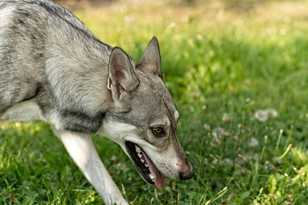 Saarloos Wolfdog Jovem Fêmea Andando Livre — Fotografia de Stock