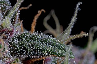 Yeşil ve kırmızı esrar kadın bitki, trichomes küçük yaprak ve bud detayını üst tomurcuğu makro.