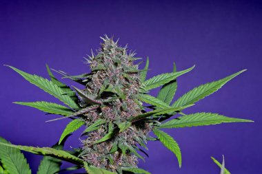 Mor zemin üzerine trichomes çok yeşil ve kırmızı esrar kadın bitkinin üst bud makro