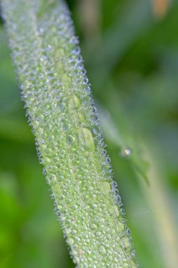 Sabah güneş tarafından küçük çim yaprağı üzerinde çiğ damlaları yaktı