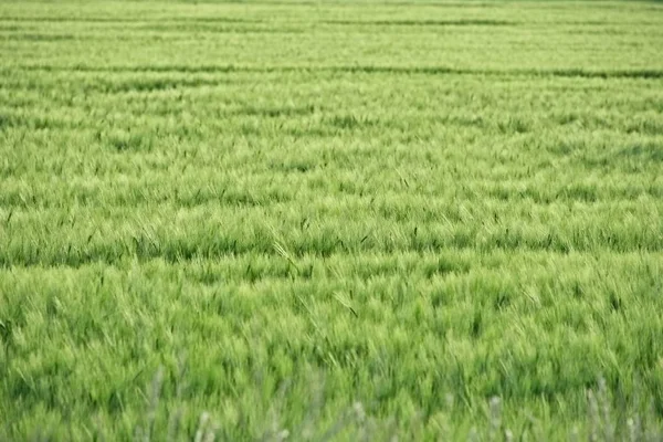 Full frame of green barley field
