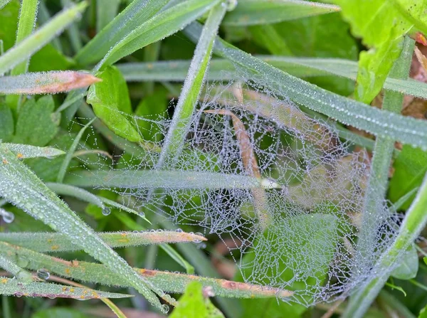 Petites Gouttes Rosée Matinale Sur Petite Toile Araignée Irrégulière Feuille — Photo