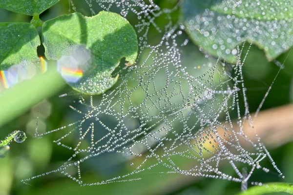 Petites Gouttes Rosée Matinale Sur Petite Toile Araignée Irrégulière Feuille — Photo