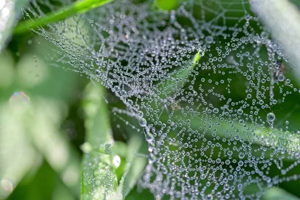 Petites Gouttes Rosée Matinale Sur Petite Toile Araignée Irrégulière Feuille — Photo