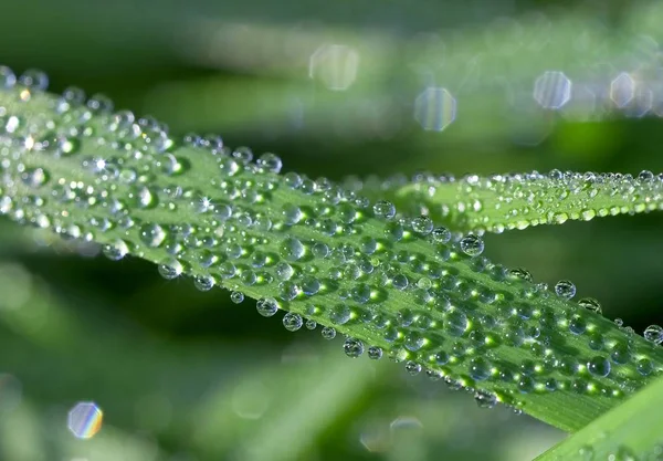 Pequenas Gotas Orvalho Matinal Folha Grama Iluminada Pelo Sol Matutino — Fotografia de Stock