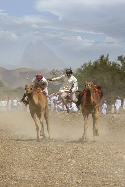 Khadal Omã Abril 2018 Homem Caindo Camelos Volta — Fotografia de Stock