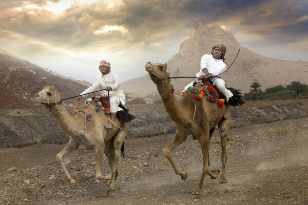 khadal, Oman, April 7, 2018: men racing camels on countryside dusty road.