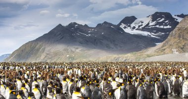 king penguins breeding colony in an island of South Georgia clipart