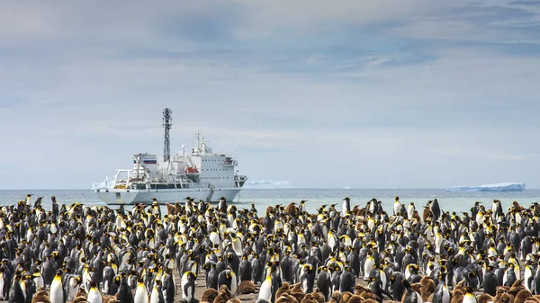Rei Pinguins Reprodução Colônia Uma Ilha Geórgia Sul — Fotografia de Stock