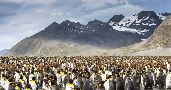 Король Пінгвіни Розведення Колонію Острові Південна Джорджія — стокове фото
