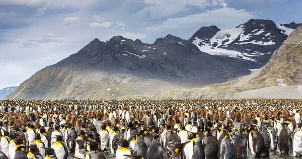 king penguins breeding colony in an island of South Georgia