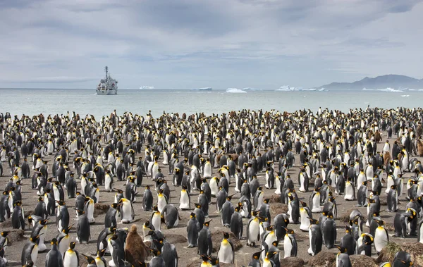 Pingwiny Hodowla Kolonii Wyspy Georgia Południowa Król — Zdjęcie stockowe