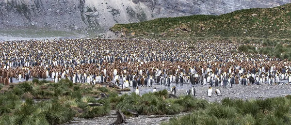 Királypingvinek Tenyésztés Colony Egy Sziget Dél Georgia — Stock Fotó