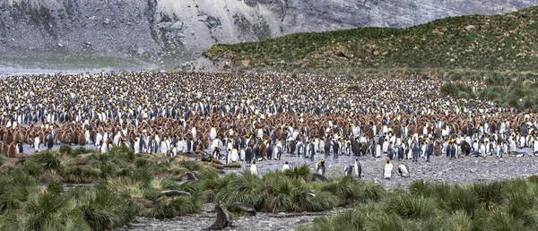 Pingüinos Rey Criando Colonia Una Isla Georgia Del Sur —  Fotos de Stock