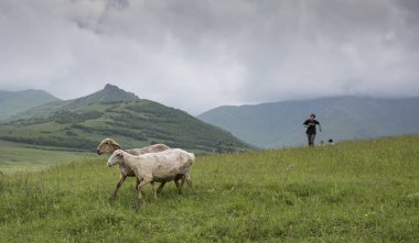 Areni, Ermenistan, 2 Haziran, 2018: koyun kırsal Ermenistan'ın yeşil alanlar üzerinde