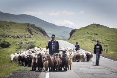 Areni, Ermenistan, 2 Haziran, 2018: Ermeni erkekler onların koyun bir kırsal kesimde hayvan sürüsü