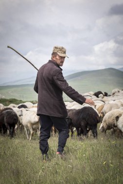 Areni, Ermenistan, 2 Haziran, 2018: Ermeni adam koyunlarını bir kırsal kesimde hayvan sürüsü
