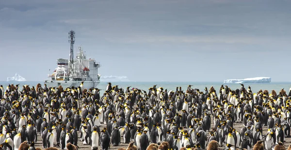 Pingüinos Rey Criando Colonia Una Isla Georgia Del Sur — Foto de Stock