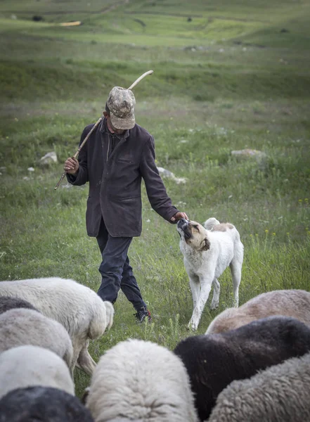 Areni 亚美尼亚 2018年6月 亚美尼亚人放牧他的绵羊在农村 — 图库照片