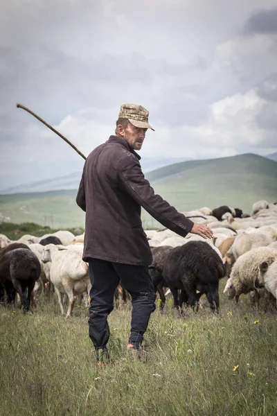 Areni Arménie Juin 2018 Homme Arménien Élevant Ses Moutons Dans — Photo