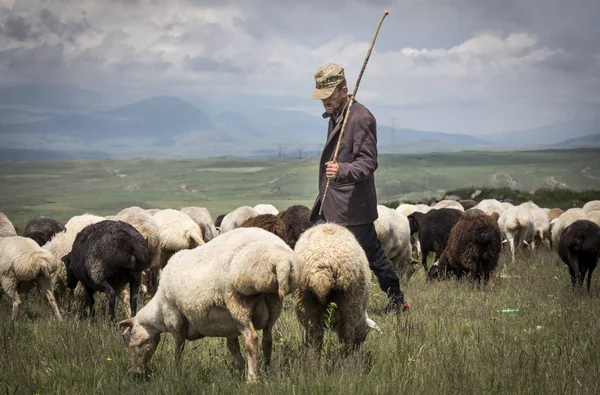 Areni Arménie Juin 2018 Homme Arménien Élevant Ses Moutons Dans — Photo