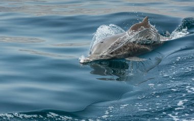 close up of dolphin in coastal waters of Musandam clipart