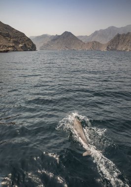 yunus Musandam kıyı sularında