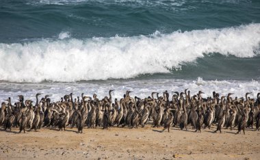Plaj, Musandam Umman, deniz arka plan üzerinde karabatak kuşlar