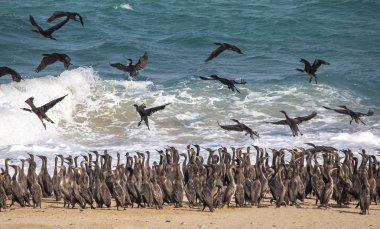 karabatak kuşlar üzerinde plaj Musandam Umman deniz arka plan üzerinde uçan