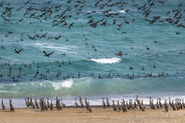 cormorant birds flying on sea background over beach of Musandam in Oman clipart