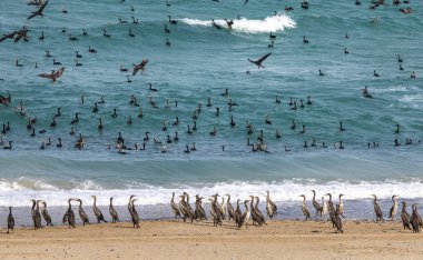 karabatak kuşlar üzerinde plaj Musandam Umman deniz arka plan üzerinde uçan
