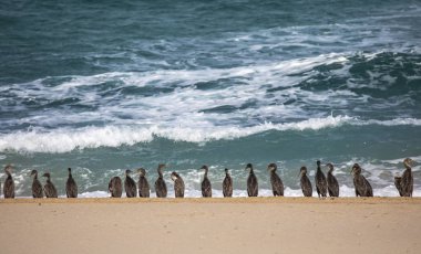Plaj, Musandam Umman, deniz arka plan üzerinde karabatak kuşlar