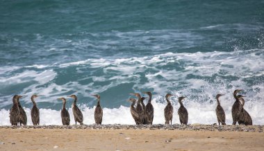 Plaj, Musandam Umman, deniz arka plan üzerinde karabatak kuşlar