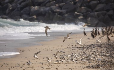 Martılar ve plaj Musandam Umman paylaşımı karabatak kuşlar