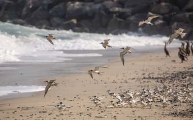 seagulls and cormorant birds sharing beach of Musandam in Oman clipart