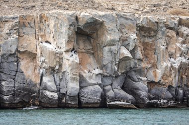 cormorant birds on cliff in Musandam in Oman clipart