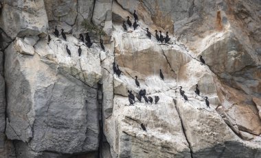 cormorant birds on cliff in Musandam in Oman clipart