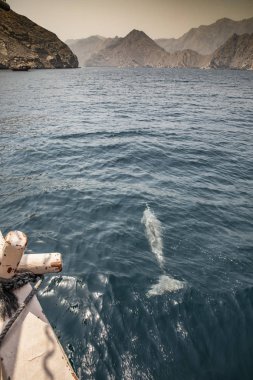 dolphin in coastal waters of Musandam clipart