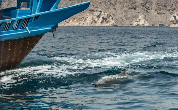 yunus Musandam kıyı sularında